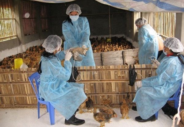 Hà Nội: Dịch bệnh trên đàn gia súc, gia cầm cơ bản ổn định