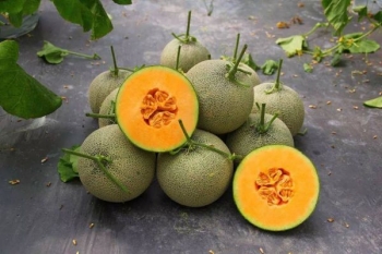 Hà Nội kết nối tiêu thụ dưa lưới công nghệ cao