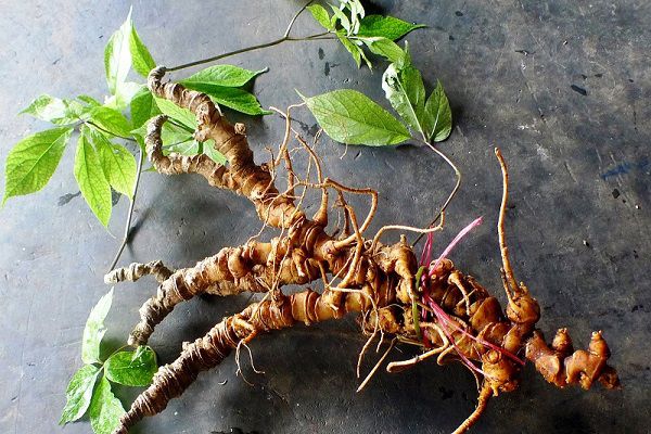 Đề xuất danh mục loài dược liệu quý, hiếm, đặc hữu