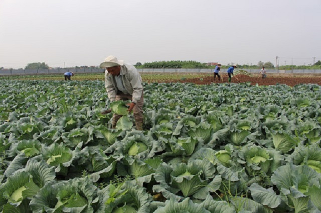 Nh&acirc;n rộng m&ocirc; h&igrave;nh sản xuất rau hữu cơ hiệu quả