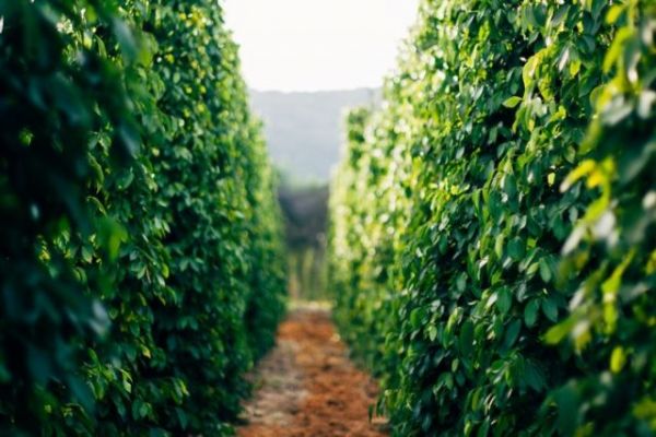 Giá hồ tiêu hôm nay 25/7: Cuối tuần đi ngang