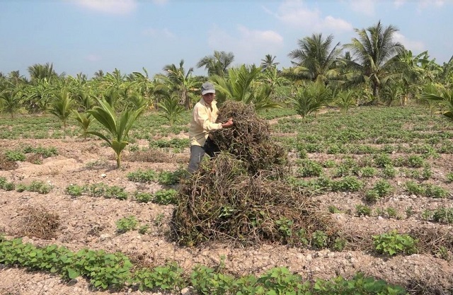 Tiền Giang định hướng lâu dài cho việc chuyển đổi cơ cấu cây trồng phù hợp với đất đai, thổ nhưỡng
