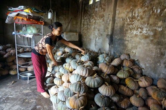 Thái Nguyên: Bí ngô mất giá, người dân vất vả không công