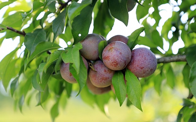 Mận Mộc Châu là đặc sản được ưa chuộng hàng đầu của tỉnh Sơn La