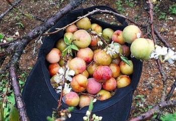 Sơn La: Xây dựng chuỗi giá trị cho mận Mộc Châu