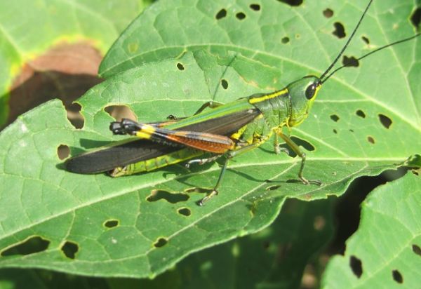 Bộ NN&PTNT khẳng định châu chấu sa mạc chưa xâm nhập vào Việt Nam