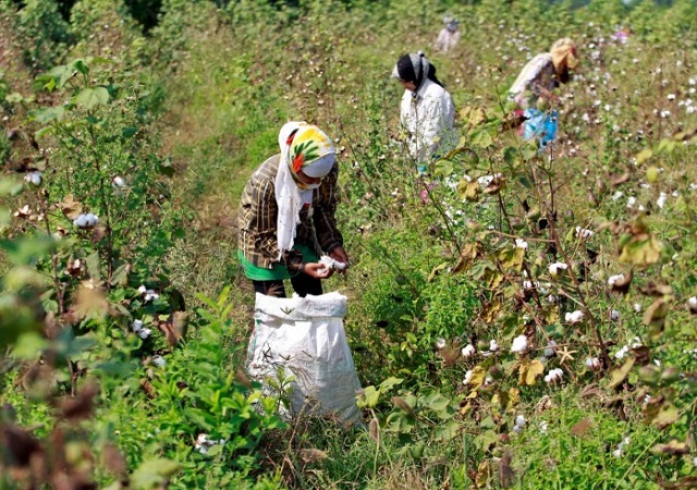 Ấn Độ nỗ lực đẩy mạnh xuất khẩu bông sang Việt Nam và Bangladesh
