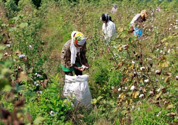 Ấn Độ nỗ lực đẩy mạnh xuất khẩu bông sang thị trường Việt Nam