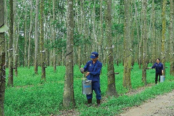 Giá cao su hôm nay 28/7: Phiên sáng trầm lắng