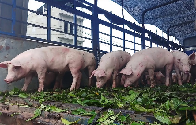 giá thịt hôm nay 28/7