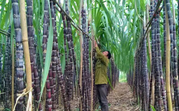 Ban hành Nghị quyết phê duyệt Nghị định thư thứ nhất sửa đổi Hiệp định ATIGA