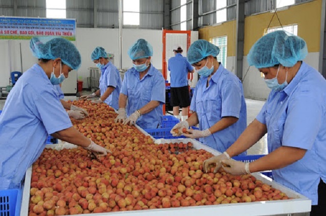 7 th&aacute;ng đầu năm 2020 gi&uacute;p xuất si&ecirc;u tăng 3,8% so với c&ugrave;ng kỳ năm 2019