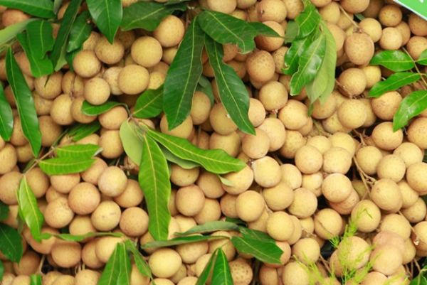 Xúc tiến đẩy mạnh chế biến, tiêu thụ, xuất khẩu sản phẩm nhãn Sơn La