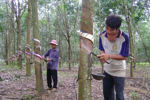Giá cao su hôm nay 28/7: Phiên chiều lặng sóng