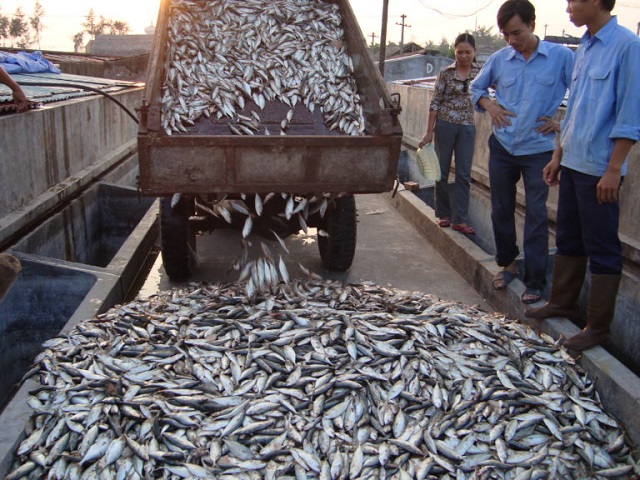 Nước mắm Ninh Cơ sản xuất theo c&ocirc;ng nghệ kết hợp giữa quy tr&igrave;nh g&agrave;i n&eacute;n, phơi nắng, đ&aacute;nh quậy