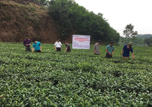 M&ocirc; h&igrave;nh &ldquo;Sản xuất ch&egrave; an to&agrave;n, n&acirc;ng cao gi&aacute; trị gia tăng v&agrave; ph&aacute;t triển bền vững, giai đoạn 2017 - 2019&rdquo;