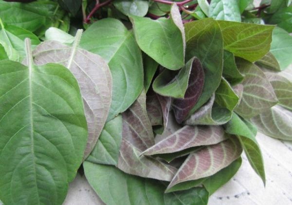 Thuốc Đông y: 3 cách dùng lá mơ lông cải thiện chứng đau da dày hiệu quả