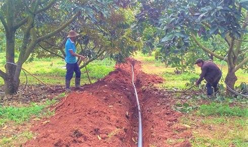 Khánh Hòa xây dựng mô hình tưới tiết kiệm nước cho cây ăn quả
