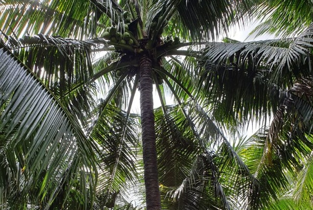 Huyện Hoài Nhơn là huyện có diện tích trồng dừa lớn nhất của tỉnh Bình Định