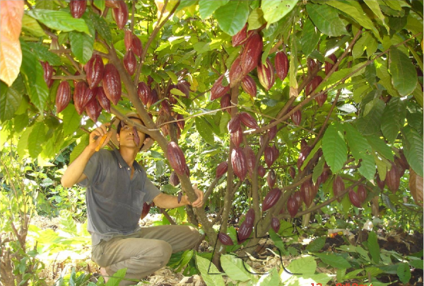 Bình Phước giảm nửa diện tích trồng cây ca cao