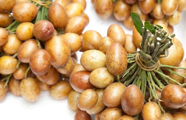 Hòa Bình: Người dân Đồng Giang bước vào mùa thu hoạch quất hồng bì