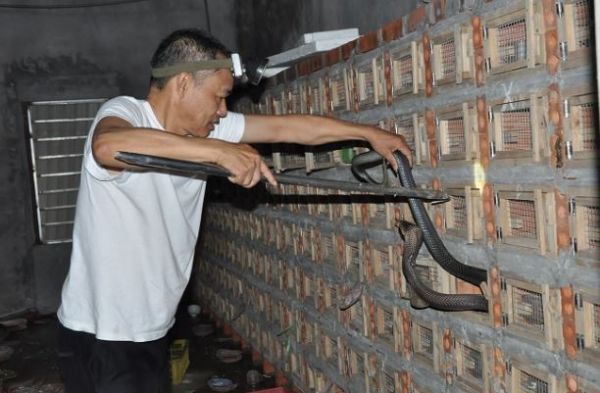 Nghề nuôi rắn lao đao vì dịch Covid-19