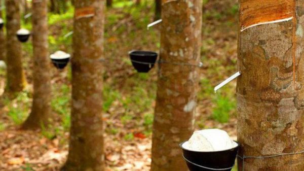 Giá cao su hôm nay 30/7: Phiên sáng nhích nhẹ