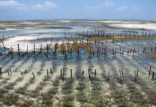 Sản lượng nuôi trồng thủy hải sản trong tháng 7 tăng 0,7% so với cùng kỳ