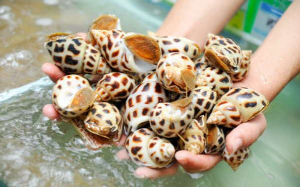 Giá ốc hương tăng vọt do khan hàng