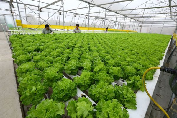 Nông sản Việt tiếp cận Hiệp định EVFTA Nông sản Việt tiếp cận Hiệp định EVFTA