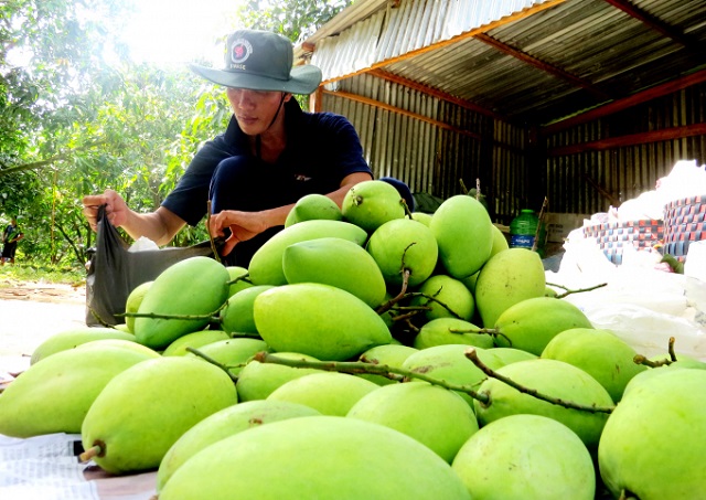 Xo&agrave;i l&agrave; 1 trong 5 ng&agrave;nh h&agrave;ng chủ lực của tỉnh Đồng Th&aacute;p trong Đề &aacute;n T&aacute;i cơ cấu ng&agrave;nh n&ocirc;ng nghiệp