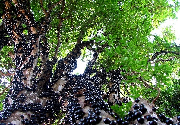 5 loài cây 'đẻ ra quả' từ thân