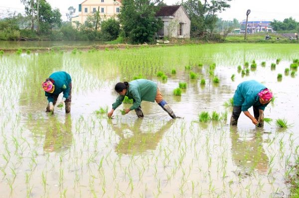 Cả nước đã gieo cấy được hơn 1 triệu ha lúa mùa