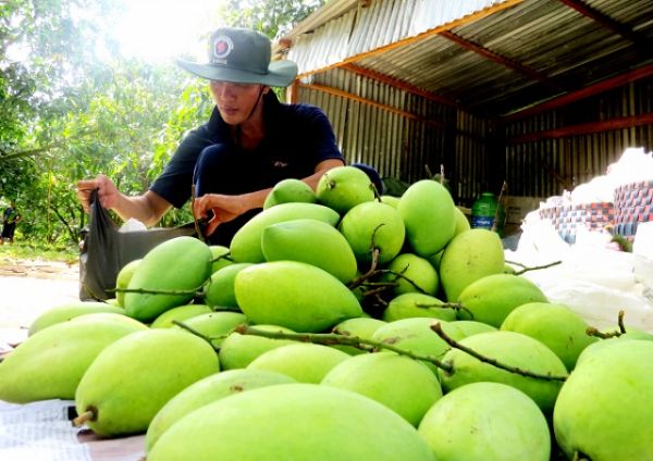 Đồng Tháp: Giá trị sản xuất ngành trồng trọt tăng 508 tỷ đồng