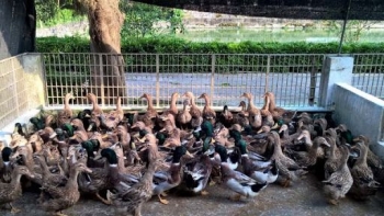 Vịt biển 15 - lời giải cho bài toán chăn nuôi vùng ngập mặn