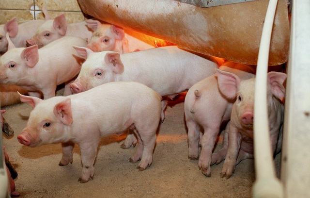 giá thịt hôm nay 31/7