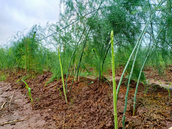 Ninh Thuận: Tổ chức tập huấn kỹ thuật thâm canh măng tây theo hướng công nghệ cao