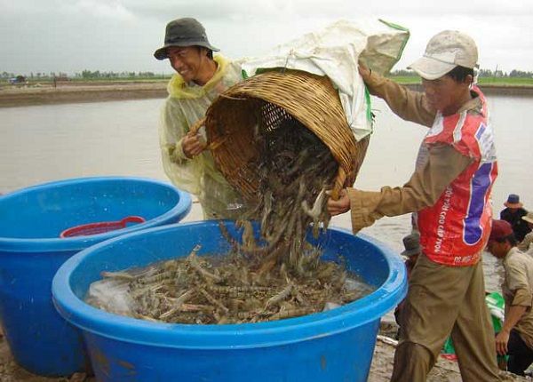Trà Vinh: Xây dựng, phát triển nhãn hiệu chứng nhận cho ngành tôm