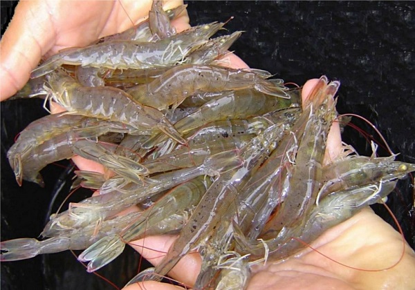 Xây dựng và phát triển nhãn hiệu chứng nhận “Tôm Trà Vinh”