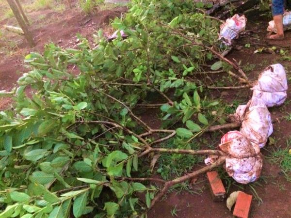 Tiền Giang: Giá cây giống tăng chóng mặt