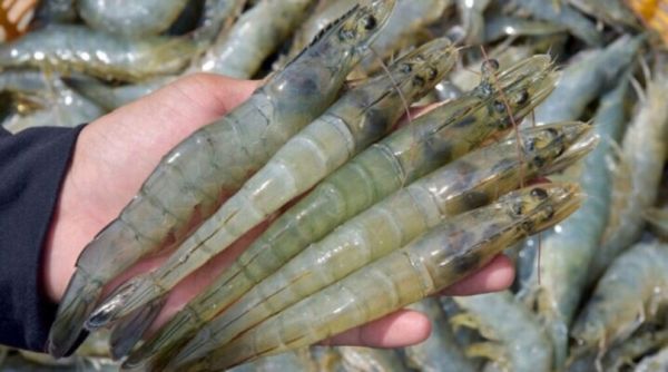 Bạc Liêu siết chặt quản lý chất lượng tôm giống