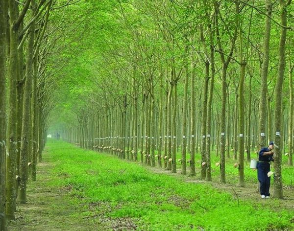 Giá cao su hôm nay 1/8: Quay đầu giảm