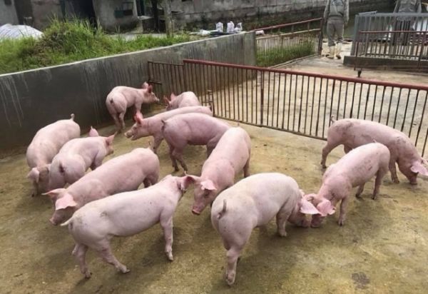 Giá thịt hôm nay 2/8: Lợn hơi tiếp tục giữ giá