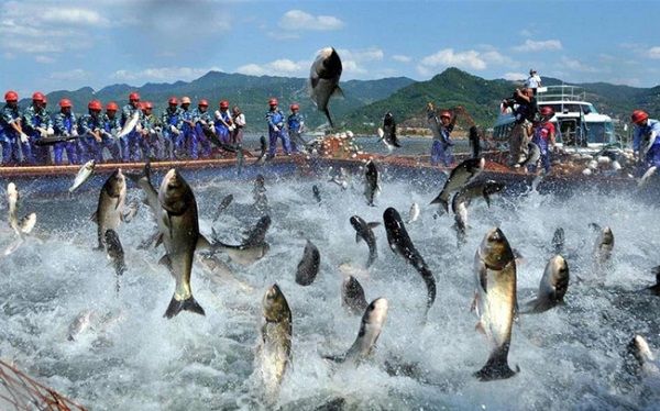 EVFTA có hiệu lực: Nhiều mặt hàng xuất khẩu của Việt Nam hưởng lợi