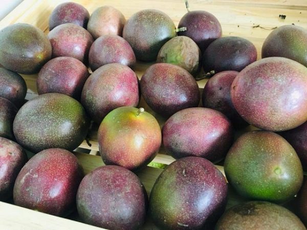 Sơn La: Phát triển cây chanh leo ở huyện Thuận Châu