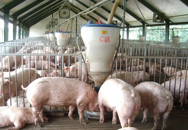 Giá thịt hôm nay 3/8: Miền Bắc nhiều nơi rời mốc 90.000 đồng/kg