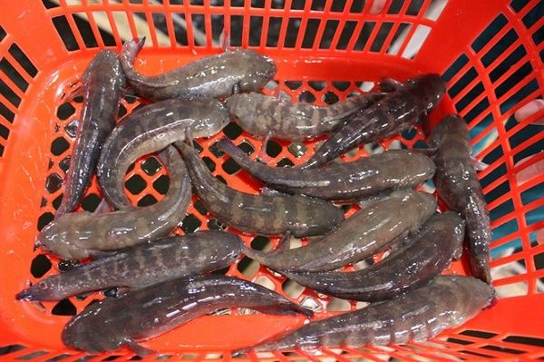 Người dân Khánh Hòa kiếm hàng trăm triệu nhờ nuôi cá bớp giống