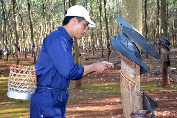 Giá cao su hôm nay 4/8: Bất ngờ quay đầu tăng