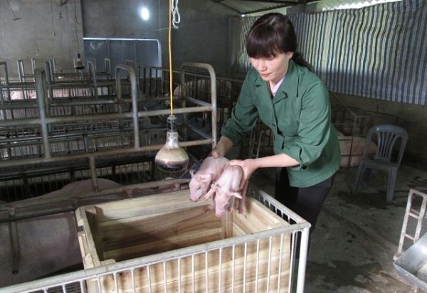 Giá thịt hôm nay 4/8: Có sự điều chỉnh trên cả 3 miền