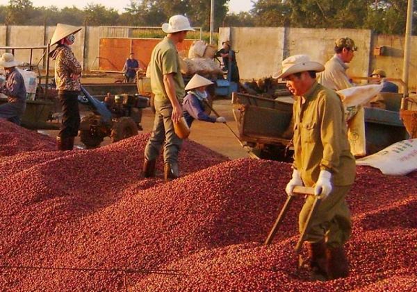 Xuất khẩu cà phê tháng 7 giảm cả lượng về giá so với cùng kỳ